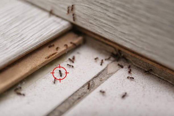 Best Cockroach Control Services  in Anoka, MN
