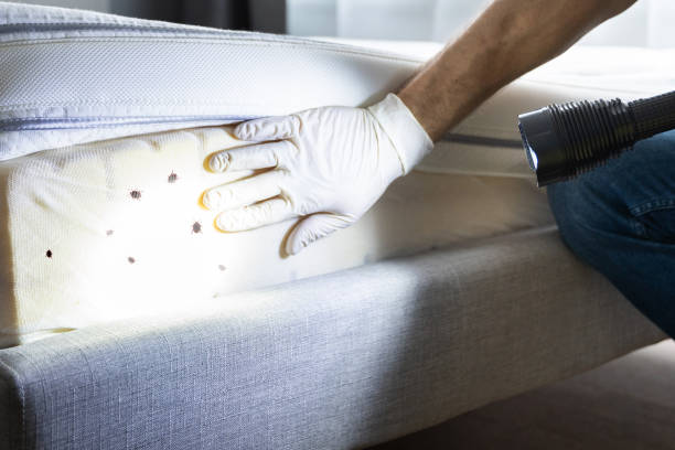 Best Cockroach Control Services  in Anoka, MN
