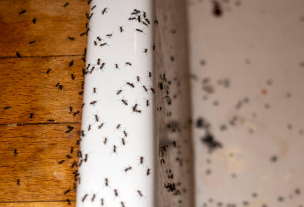 Best Pest Removal Services  in Anoka, MN